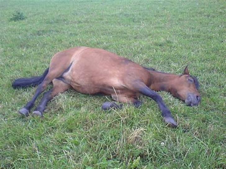 Dartmoor Disgo ronda - død hest .. næsten ihvertfald ;) billede 13