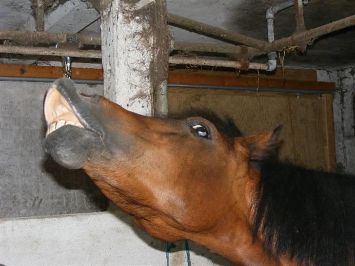 Dartmoor Disgo ronda billede 14