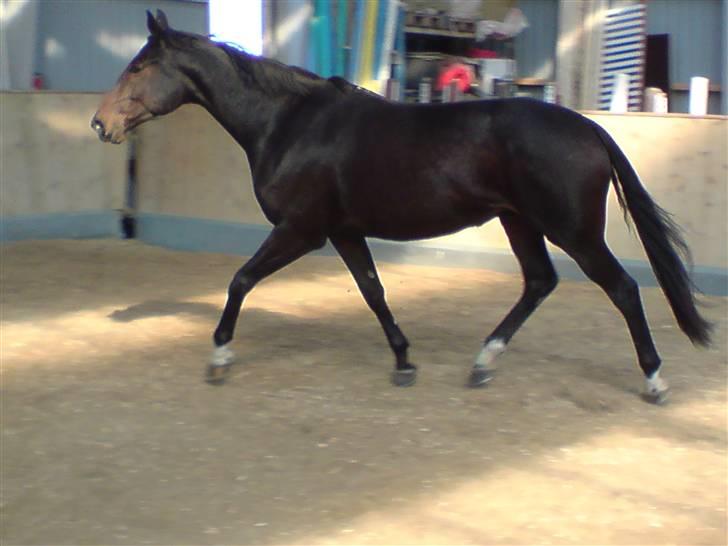 Trakehner Tripoli ( SOLGT) billede 9