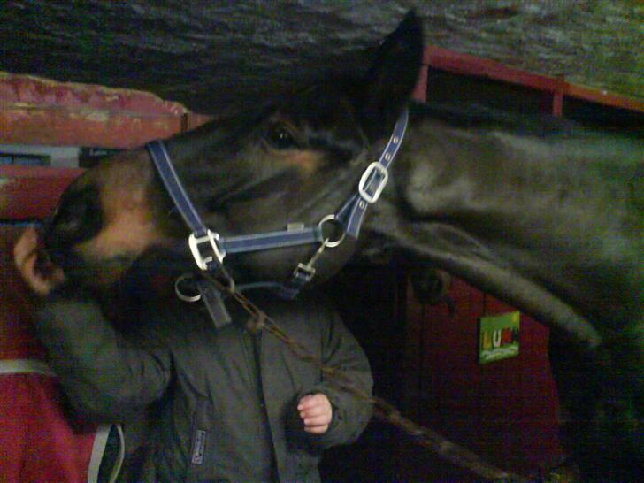 Trakehner Tripoli ( SOLGT) billede 10