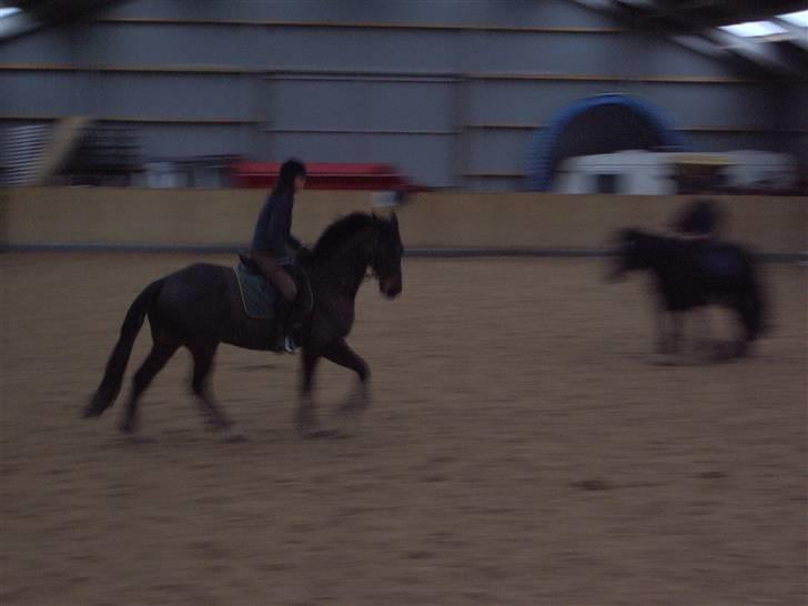 Trakehner Tripoli ( SOLGT) billede 11