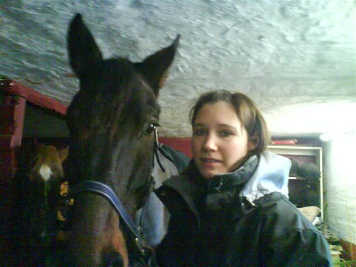 Trakehner Tripoli ( SOLGT) billede 12