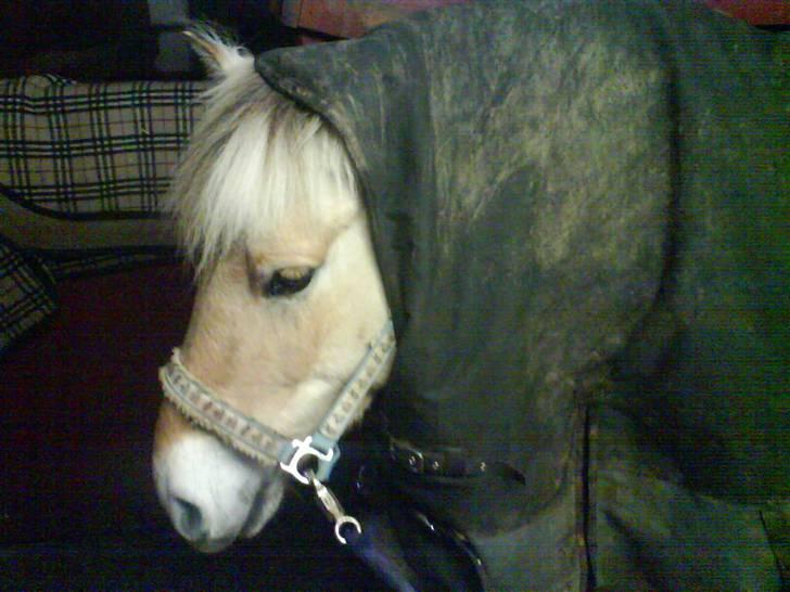 Trakehner Tripoli ( SOLGT) - Cocos med Dækken på ørene , ( min venindes pony ) billede 13