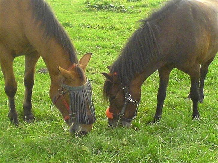 Dartmoor Disgo ronda - Disgo og Flicka <3 billede 15