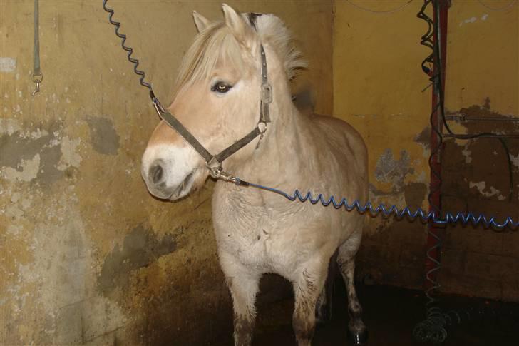 Fjordhest Attilla - Det er så mig i vandspilletovet efter at være ude på fold. Og Mine ben især er bare beskittet!!!! billede 4