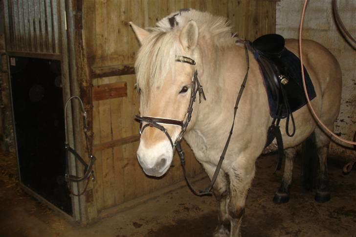Fjordhest Attilla - Her står jeg så fint og venter på at jeg skal ind og ride(: billede 5