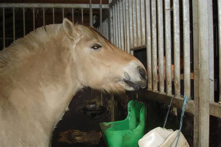 Fjordhest Attilla - Hej med dig Linetta(: billede 6