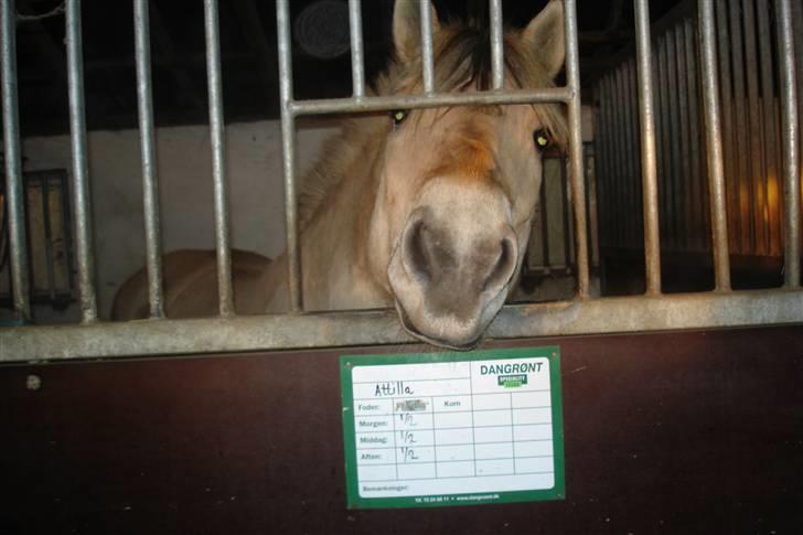 Fjordhest Attilla - Det er så mig i min boks og jeg stikker min mule ud(: hihi billede 7