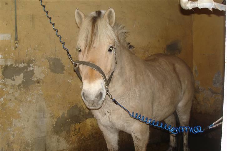 Fjordhest Attilla - Hej allesammen! (: billede 8