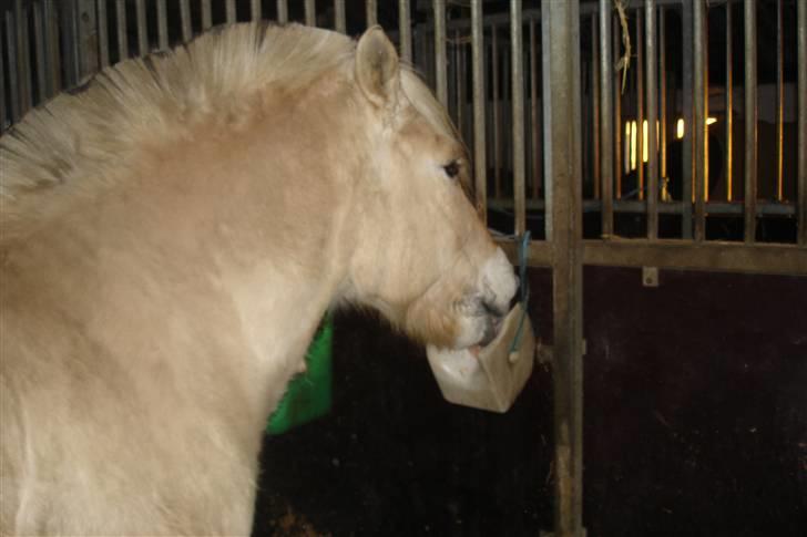 Fjordhest Attilla - MIN SLIKSTEM!!! TAG DEN IKKE SÅ ANGRIBER JEG DIG!!!! billede 9