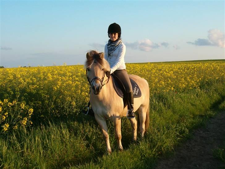 Fjordhest Aadalens Klaus  - Hej & Velkommen til Aadalens Klaus profil :D billede 1