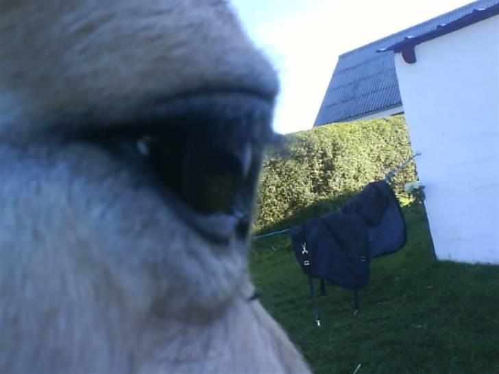 Fjordhest Musse *tidligere part* - Dine øjne siger alt, basse billede 6