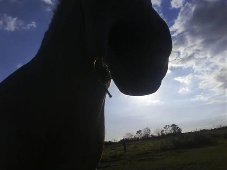 Fjordhest Musse *tidligere part* - Musse er en stor skygge billede 7