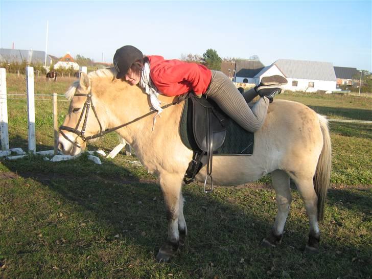 Fjordhest Musse *tidligere part* - Tja, Musse er idiotsikker billede 8