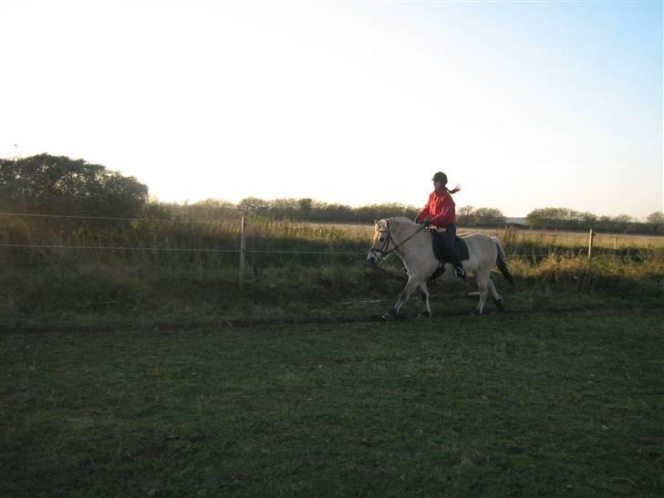 Fjordhest Musse *tidligere part* - Fordi Musse har verden sjoveste galop billede 9