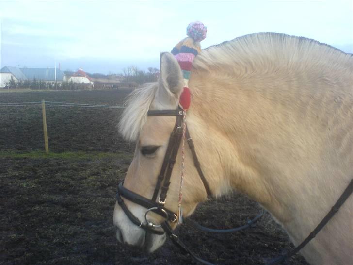 Fjordhest Musse *tidligere part* - Musse leger wannabe Lille Per, med hue billede 10