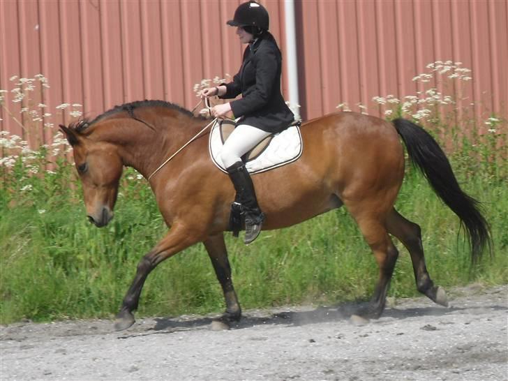 Anden særlig race Bandit Babe - mit liv - Vilde pony XD Opvarmning til stævne :) Se flere i fotoalbum billede 2