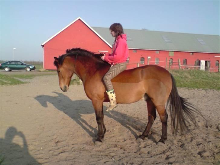 Anden særlig race Bandit Babe - mit liv - Samling uden udstyr :) en skam han ikke lige fik bagbenet med, han trådte lige tilbage, Hjemme på banen billede 9