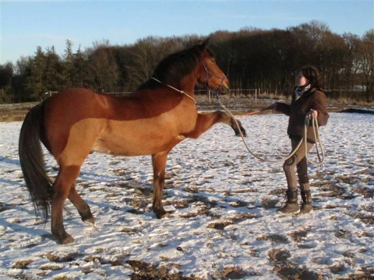 Anden særlig race Bandit Babe - mit liv - Kom ikke her og sig min pony ikke kan gå spanske skridt xD Ungdomsridelejr Horsemanshipskolen 09 billede 13