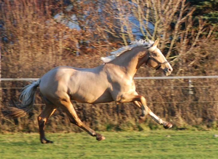 Palomino Millenium billede 20