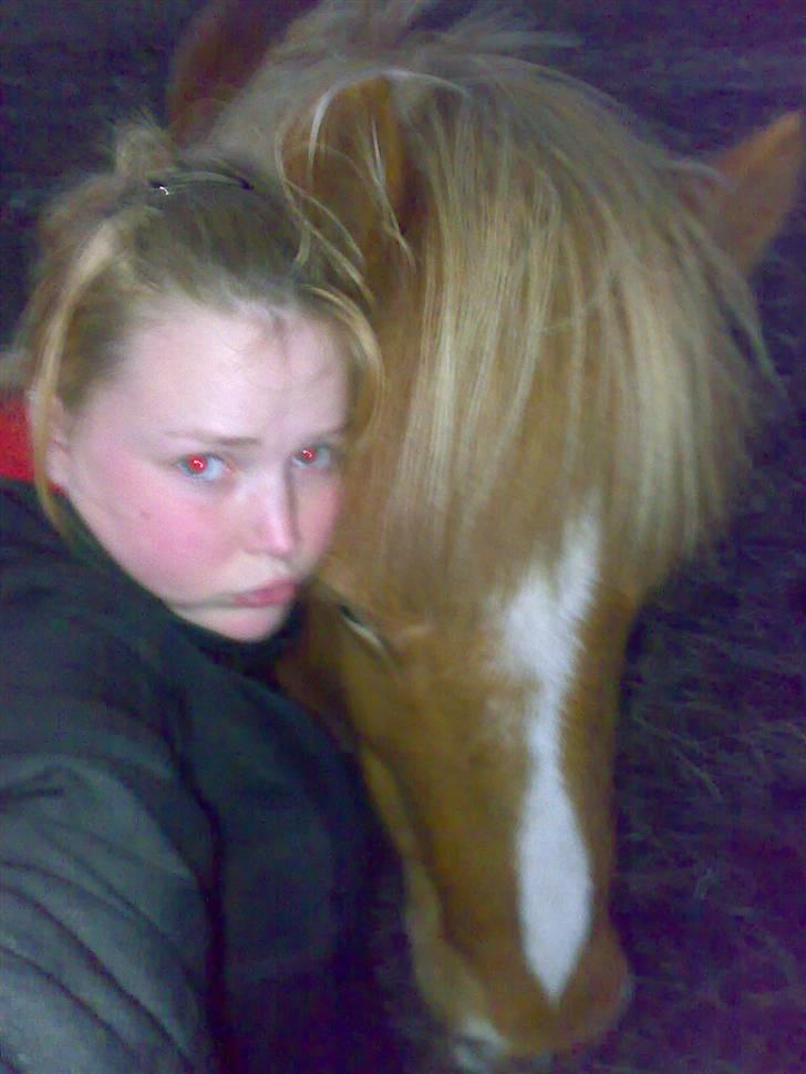 Islænder Nös fra Kærgård *SOLGT* - Nös JEG ELSKEDE DIG & NU SAVNER JEG DIG :´( billede 14