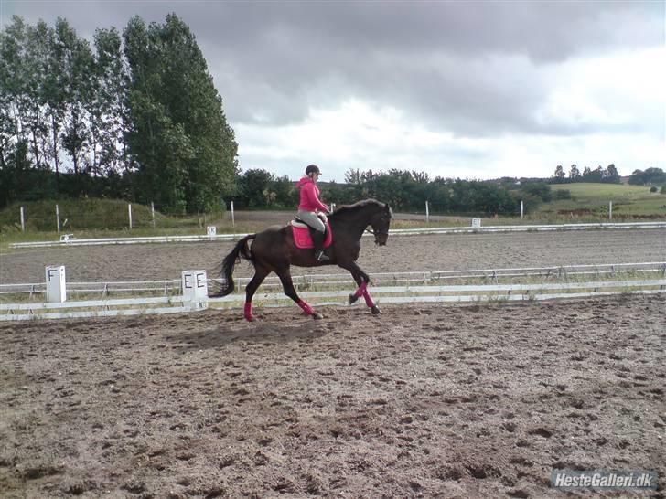 Dansk Varmblod Markos Årup - dressur træning d. 10 aug 2008. sikke en opadgående galop billede 9