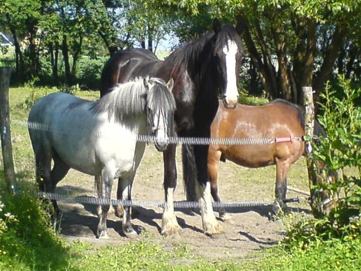 Anden særlig race Malinka - *6. alle heidi´s guldklumper.. :D billede 7