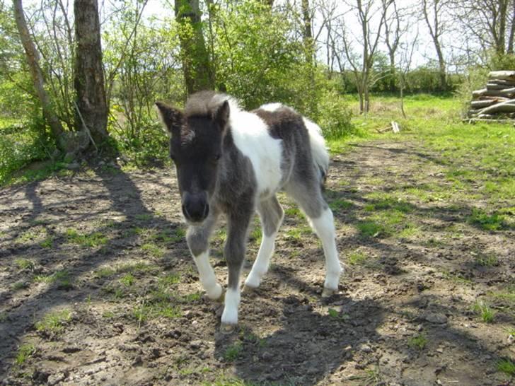 Miniature Maja Pilegaard - maja 1 måned gammel billede 1