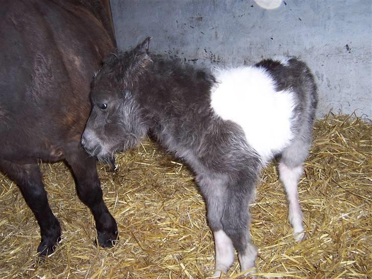 Miniature Maja Pilegaard - maja få timer gammel billede 2