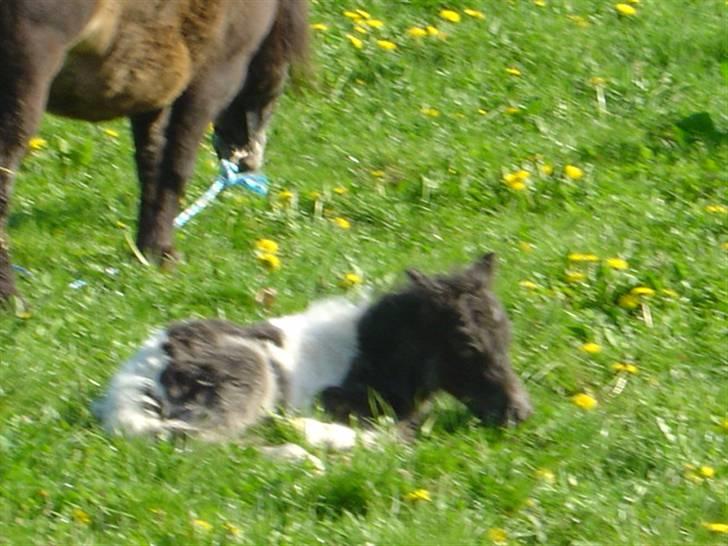 Miniature Maja Pilegaard - maja et par dage gammel billede 3