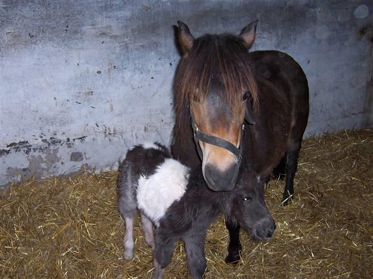 Miniature Maja Pilegaard - maja få timer gammel billede 4