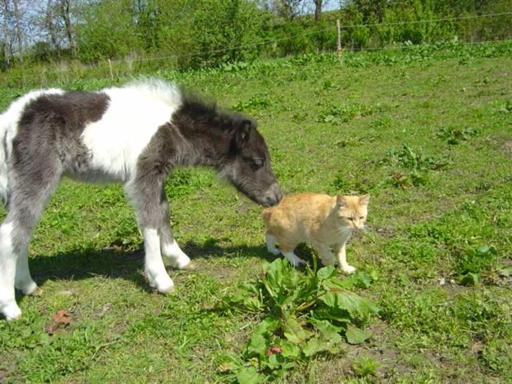 Miniature Maja Pilegaard - maja 1 måned gammel billede 5