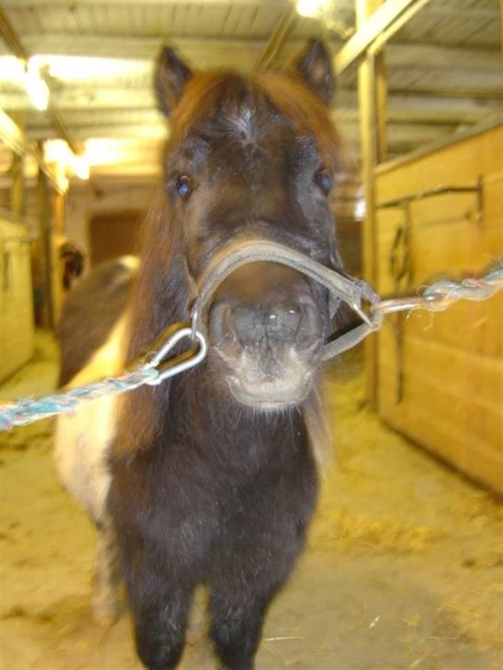 Miniature Maja Pilegaard - maja 1½ år gammel billede 6