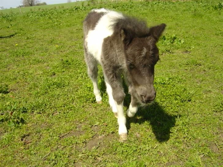 Miniature Maja Pilegaard - maja et par dage gammel billede 7