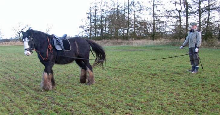 Tinker Showboy (solgt) - Her er vi ude og øve med to liner billede 7
