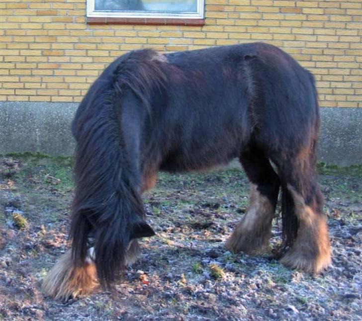 Tinker Showboy (solgt) - Han kanda også bukke lidt for jer billede 8