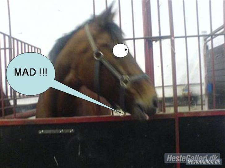 Anden særlig race Tøsen {Elev hest}(Simone) - mad billede 8