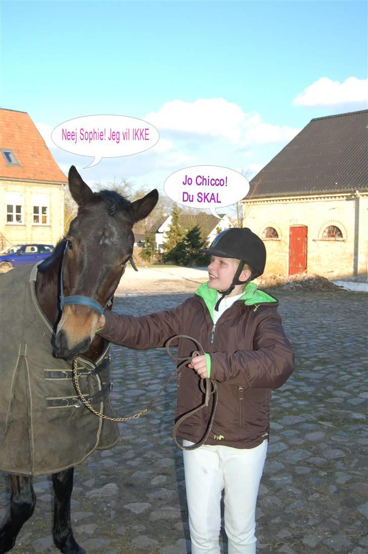 New Forest Romeo's Chicco - 17. 8D (Fæstemotograf:Daddy) og Redigeret ar Mig billede 17