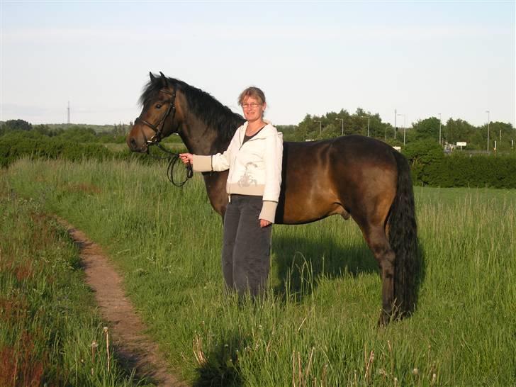 New Forest Romeo's Chicco - 18. Fin lille Chicco-lico-lasen (Fæstemotograf:Daddy) billede 18