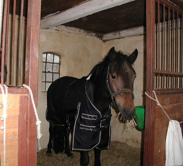 New Forest Romeo's Chicco - 19. Chicco med splinter nyt rent dækken :) (Fæstemotograf:Mig) billede 19