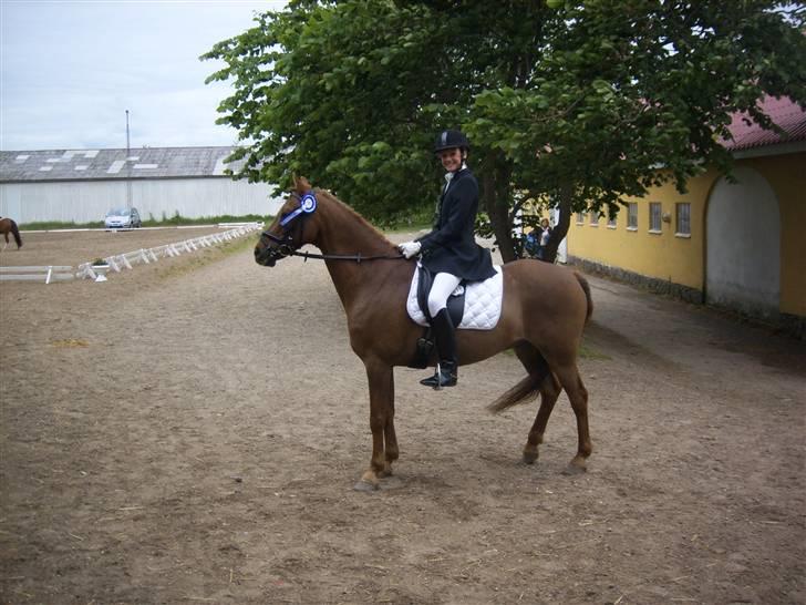 Hollandsk Sportspony Amadeus SOLGT - blev nr. 2 i kommunemesterskab på kværnbækgård rideklub (KBK) billede 10