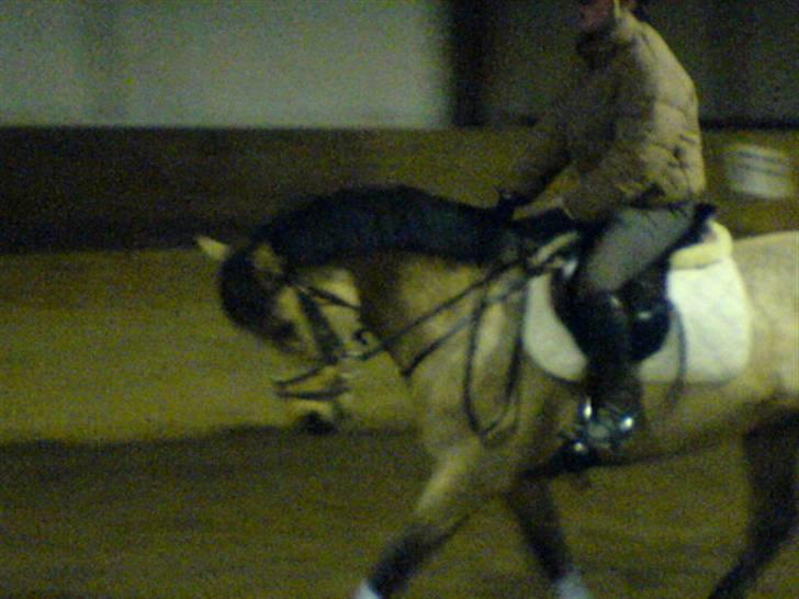 Anden særlig race * Stjerne * - Opvarmning (fra mobil) billede 14