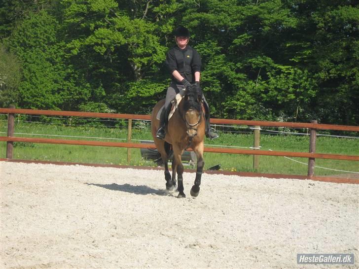 Anden særlig race * Stjerne * - opvarmning billede 15