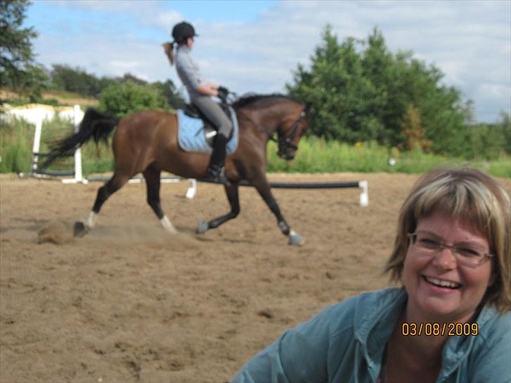 New Forest Veerdonk's Oliver - Øgning! ;) billede 3