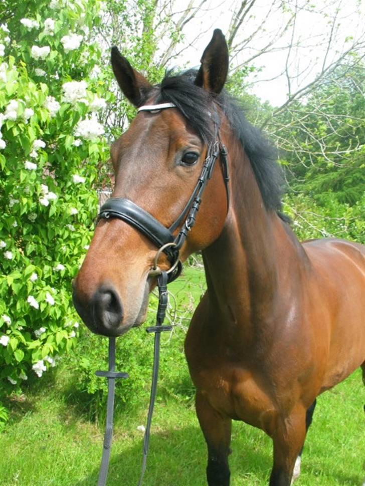 Dansk Varmblod Ofelia billede 12