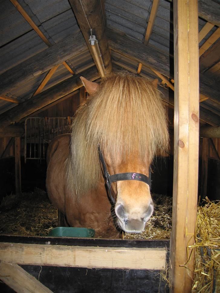 Islænder "¤"fregna"¤" R. I. P. - mig i min stald billede 18