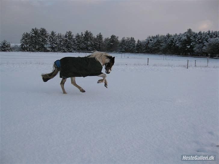 Anden særlig race MR. Blue SOLGT - Blue i sne :) HI HI :=) billede 6