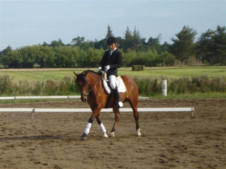 DSP Bæklunds Lorenzo solgt - Nordthy stævne. dressur. (; billede 1