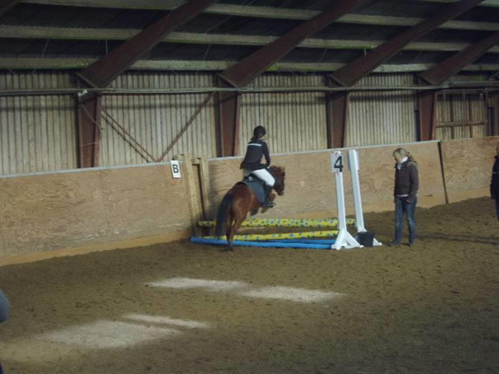 Anden særlig race Julianebjergs Fadango billede 7