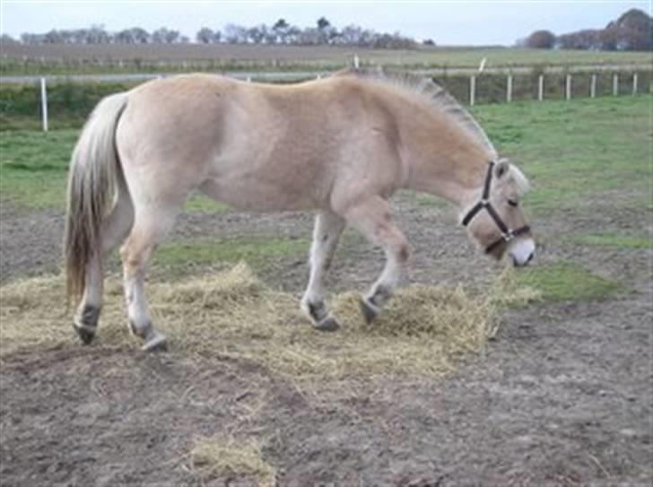 Fjordhest Liv  -   RIP :´( billede 4